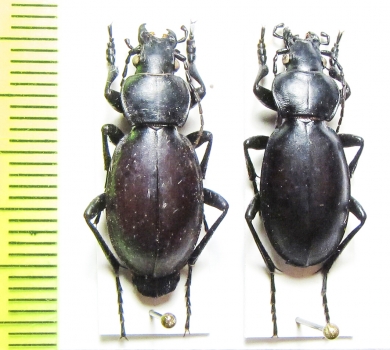 Carabus (Lamprostus) calleyi pseudoprasinus  Armenia - INSECTS-STORE.RU