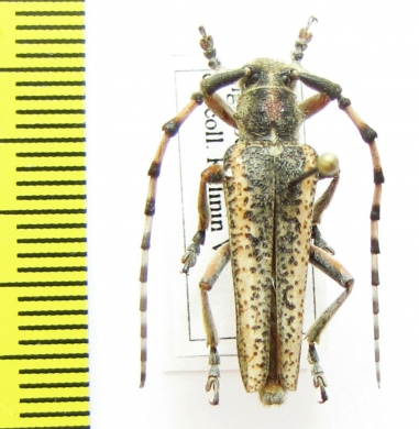 Mallosiola regina  Tajikistan - INSECTS-STORE.RU