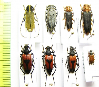 Phytoecia kurdistana, P.antoniae, Stictoleptura cordigera, Agapanthia kirbyi, Pseudovadonia livida desbrochersi  Armenia - INSECTS-STORE.RU