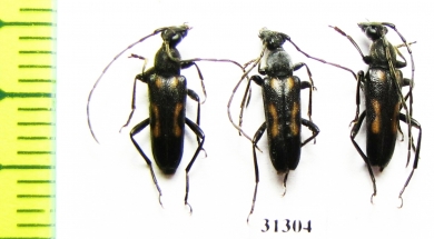 Anoplodera sexguttata  Russia, Volgograd reg. - INSECTS-STORE.RU