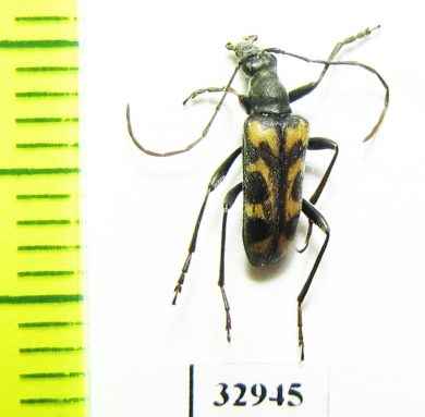 Evodinellus borealis  Russia, Tver reg. - INSECTS-STORE.RU