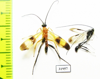 Ichneumonoidea sp.  Peru - INSECTS-STORE.RU