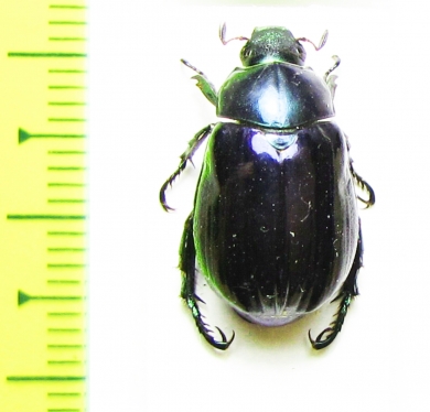 Rutelinae sp.  Thailand - INSECTS-STORE.RU