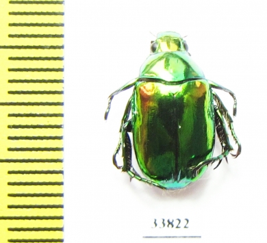 Rutelinae sp.  China, Yunnan prov. - INSECTS-STORE.RU