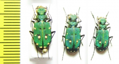 Cicindela campestris, pair  Italy, Sardinia - INSECTS-STORE.RU