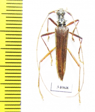 Novantinoe sp.  Ecuador - INSECTS-STORE.RU