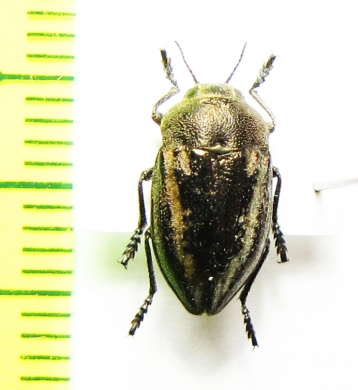 Cyphosoma tataricum  Russia, Astrakhan reg. - INSECTS-STORE.RU