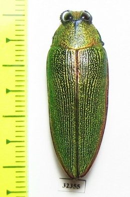 Steraspis sp.  Tanzania - INSECTS-STORE.RU