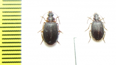 Carabidae sp.  Malawi - INSECTS-STORE.RU