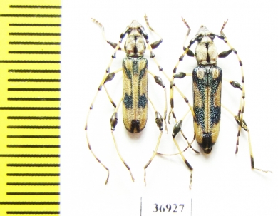 Cerambycidae sp., pair  South Africa Rep. - INSECTS-STORE.RU