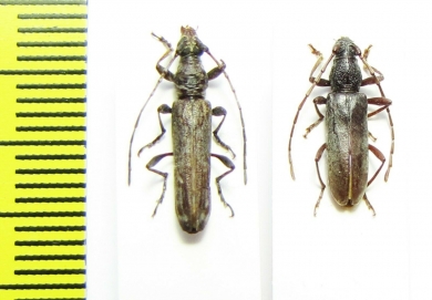 Cerambycidae sp.  Malawi - INSECTS-STORE.RU