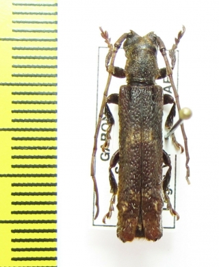 Cerambycidae sp.  Gabon - INSECTS-STORE.RU