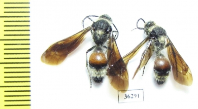 Mutillidae sp.  Russia, Astrakhan reg. - INSECTS-STORE.RU