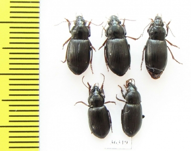 Carabidae sp.  India - INSECTS-STORE.RU