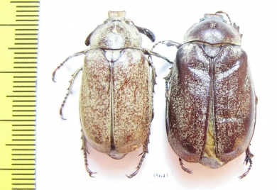 Polyphylla adspersa, pair  Tajikistan - INSECTS-STORE.RU
