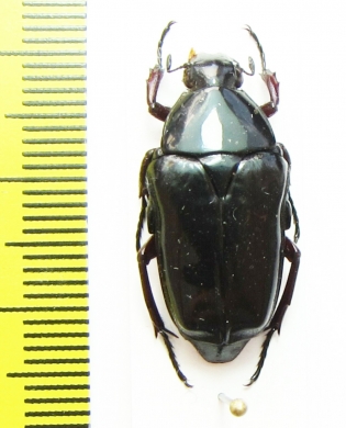 Dirrhina iris  Madagascar - INSECTS-STORE.RU