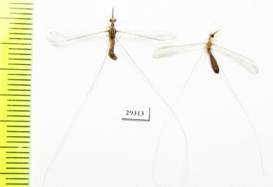 Nemopteridae sp.  Iran, Sistan prov. - INSECTS-STORE.RU