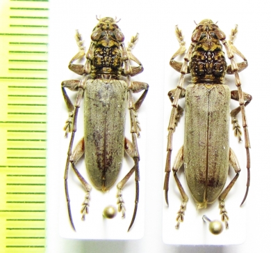 Imbrius ephebus, pair  Malaysia, Borneo - INSECTS-STORE.RU