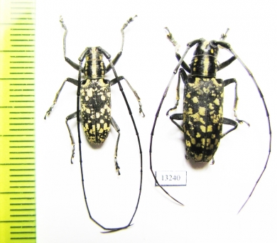 Epepeotes luscus densemaculatus, pair  Laos - INSECTS-STORE.RU