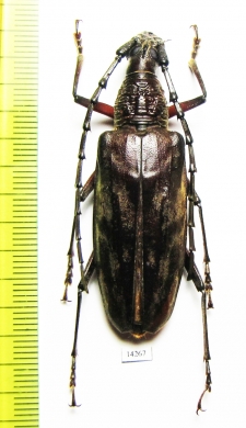 Hoplocerambyx severus  Indonesia, Papua - INSECTS-STORE.RU