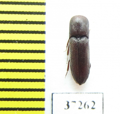 Eucnemidae sp.  South Africa Rep. - INSECTS-STORE.RU