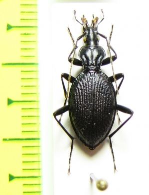 Scaphinotus marginatus  USA - INSECTS-STORE.RU