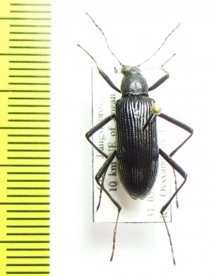 Tenebrionidae sp.  China, Jiangxi prov. - INSECTS-STORE.RU