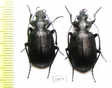 Calosoma denticolle, pair  Kazakhstan - INSECTS-STORE.RU