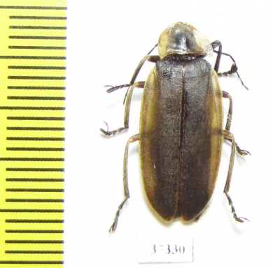 Lampyridae sp.  Ecuador - INSECTS-STORE.RU