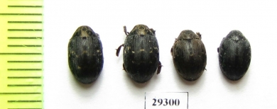 Byrrhus sp.  Russia, Tver reg. - INSECTS-STORE.RU