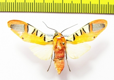 Erebidae sp.  Ecuador - INSECTS-STORE.RU