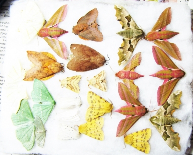 Lepidoptera sp.  Russia, Tver reg. - INSECTS-STORE.RU