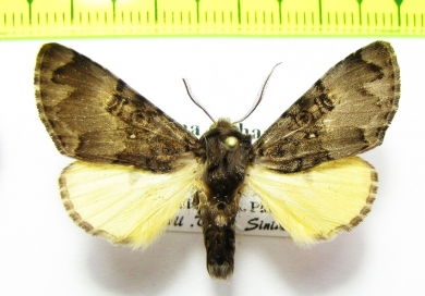 Noctuidae sp.  China - INSECTS-STORE.RU