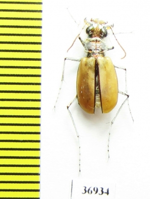 Lophyra barbifrons marqueza, female  South Africa Rep. - INSECTS-STORE.RU