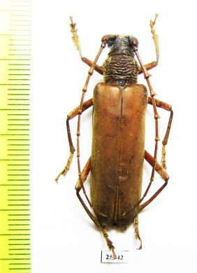 Cerambycidae sp.  Costa Rica - INSECTS-STORE.RU