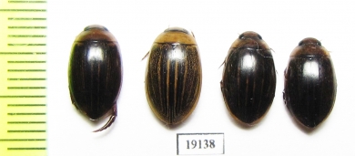 Dytiscidae sp.  Russia, Astrakhan reg. - INSECTS-STORE.RU