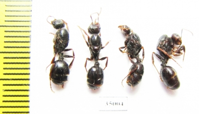 Formicidae sp.  Uzbekistan - INSECTS-STORE.RU