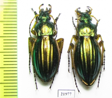Carabus (Tachypus) auratus, pair  France - INSECTS-STORE.RU