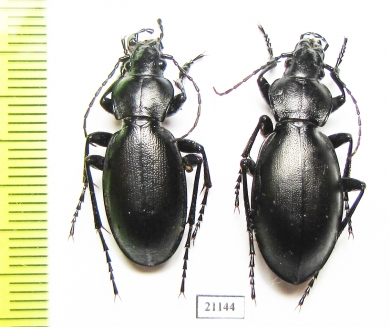 Carabus (Lamprostus) calleyi nigrinus, pair  Azerbaijan - INSECTS-STORE.RU