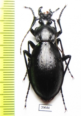 Carabus (Oreocarabus) titanus titanus, female  China - INSECTS-STORE.RU