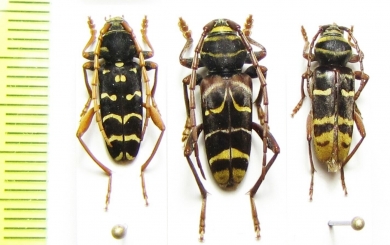 Plagionotus arcuatus, P.pulcher, P.detritus  Russia - INSECTS-STORE.RU