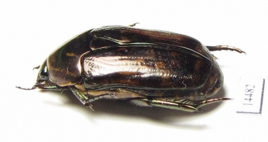 Poecilopharis sp.  Indonesia, Papua - INSECTS-STORE.RU