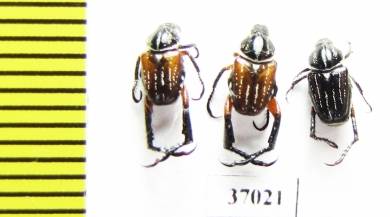 Hopliini sp., pair  South Africa Rep. - INSECTS-STORE.RU