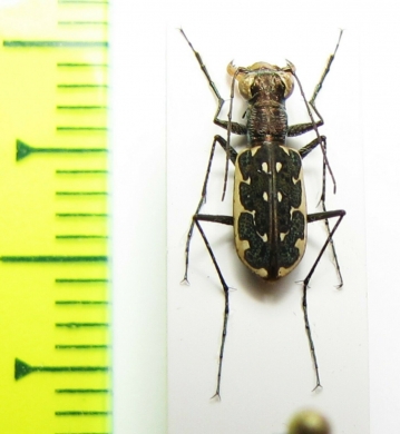 Lophyra fuliginosa Thailand - INSECTS-STORE.RU