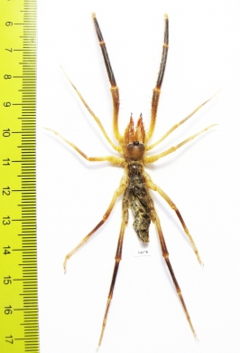 Arachnida, Solifugidae sp.  Uzbekistan - INSECTS-STORE.RU