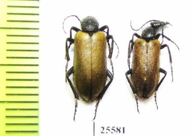 Meloidae sp.  South Africa Rep. - INSECTS-STORE.RU