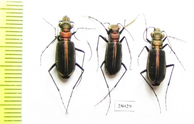 Cicindela desgodinsi, pair  China, Yunnan prov. - INSECTS-STORE.RU
