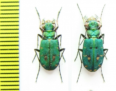 Cicindela campestris, pair  Italy, Sardinia - INSECTS-STORE.RU