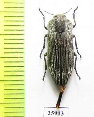 Polycesta iranica  Iran, Sistan prov. - INSECTS-STORE.RU