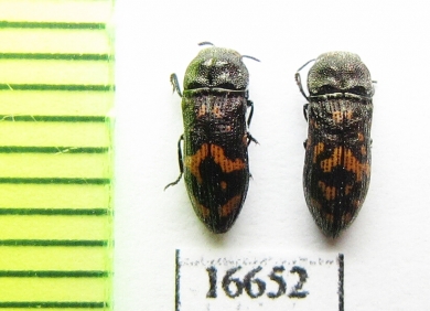 Acmaeoderella glasunovi  Tajikistan - INSECTS-STORE.RU